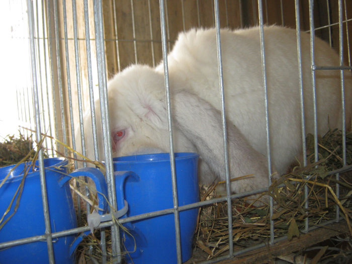 expozitie campina 2014 048 - 0 EXPOZITIE CAMPINA 2014