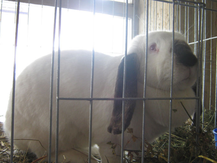 expozitie campina 2014 049 - 0 EXPOZITIE CAMPINA 2014