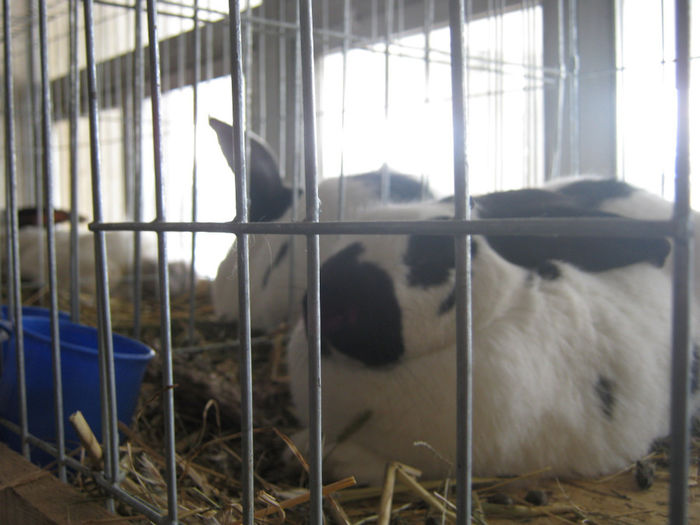 expozitie campina 2014 050 - 0 EXPOZITIE CAMPINA 2014