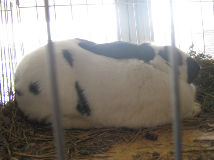 expozitie campina 2014 051