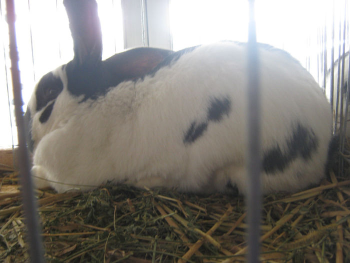 expozitie campina 2014 052 - 0 EXPOZITIE CAMPINA 2014