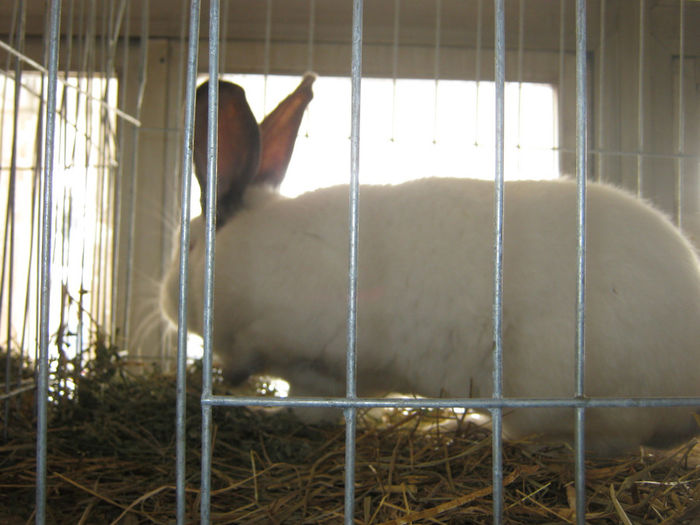 expozitie campina 2014 053 - 0 EXPOZITIE CAMPINA 2014