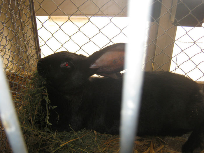 expozitie campina 2014 055