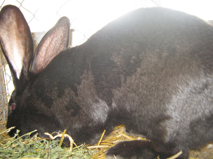 expozitie campina 2014 056