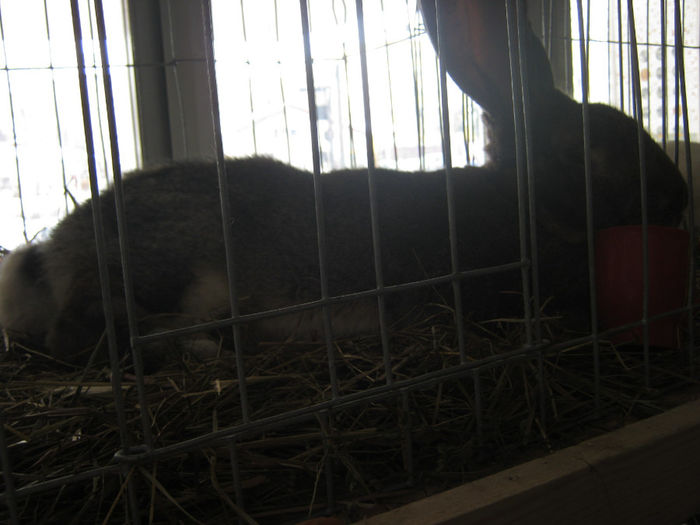 expozitie campina 2014 058