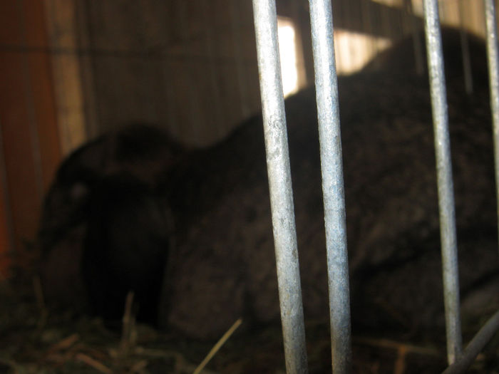 expozitie campina 2014 059