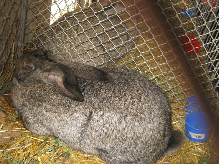 expozitie campina 2014 062