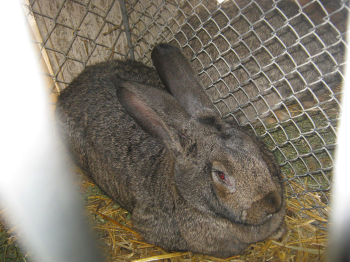 expozitie campina 2014 063