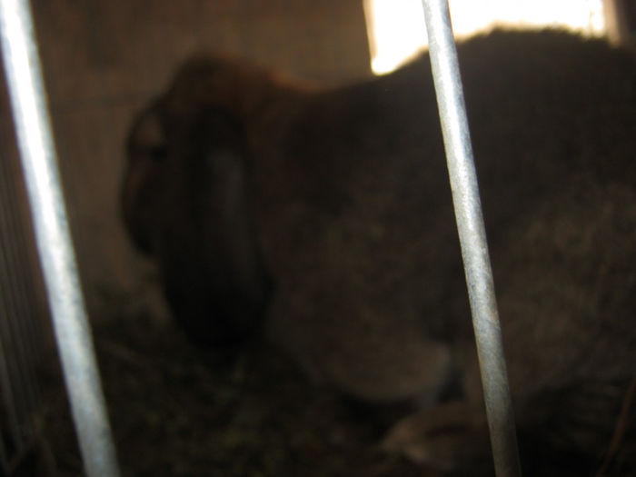 expozitie campina 2014 065