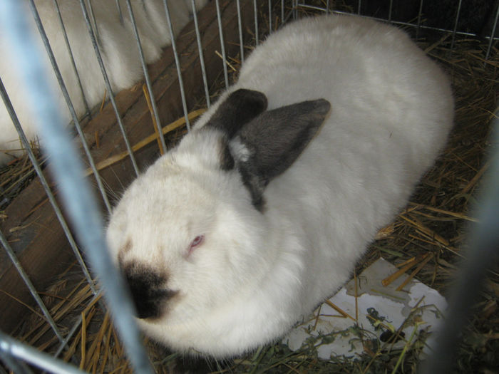 expozitie campina 2014 068