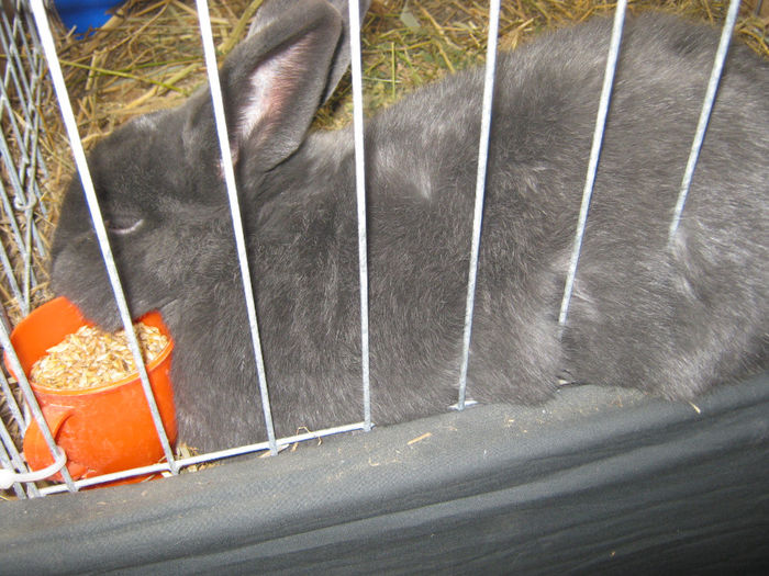 expozitie campina 2014 073 - 0 EXPOZITIE CAMPINA 2014