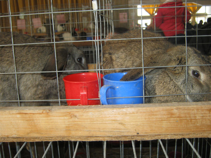 expozitie campina 2014 074