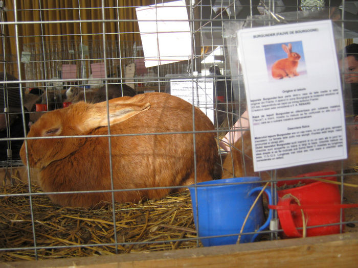 expozitie campina 2014 075