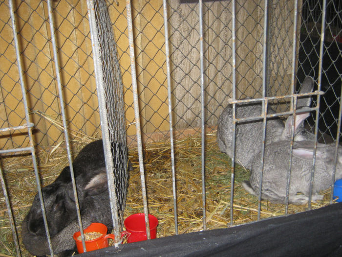 expozitie campina 2014 080