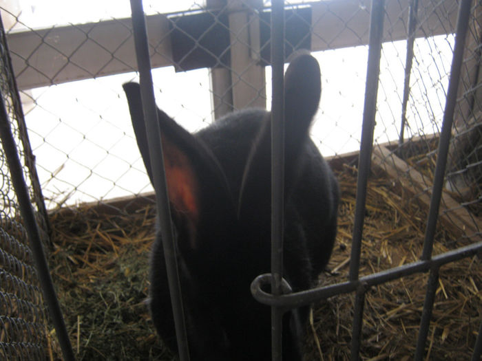 expozitie campina 2014 083