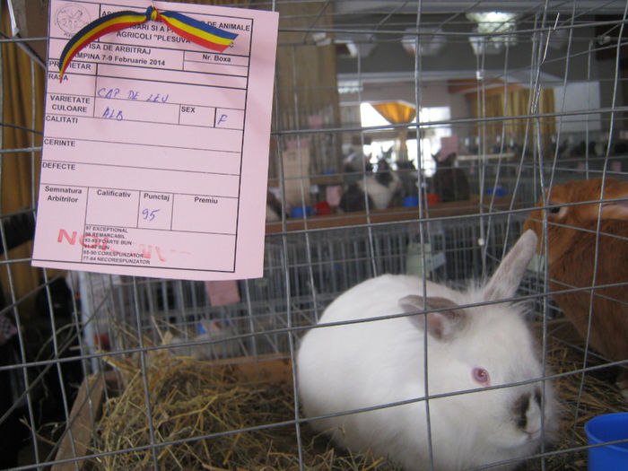 expozitie campina 2014 094
