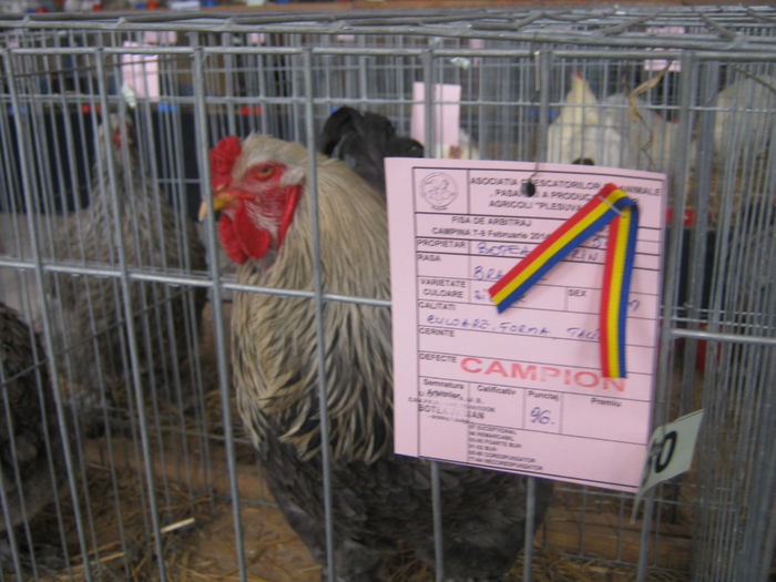 expozitie campina 2014 111