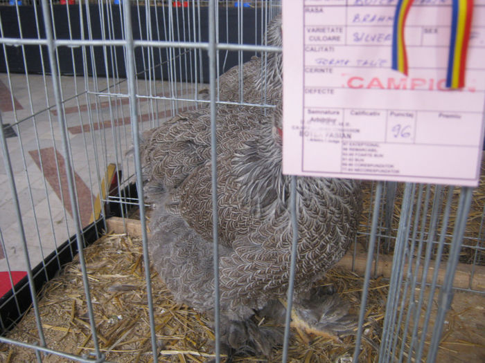 expozitie campina 2014 114