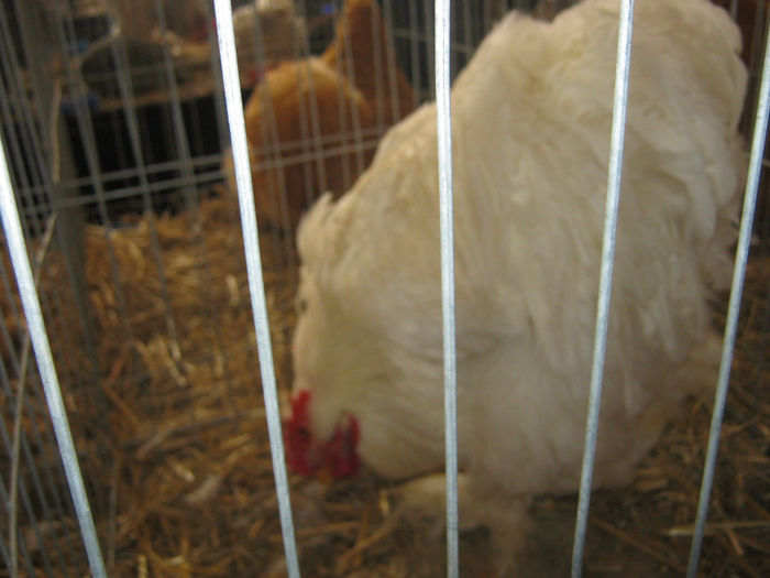 expozitie campina 2014 117