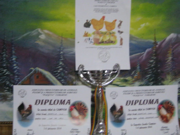 001=DIPLOME SI CUPA OBTINUTE