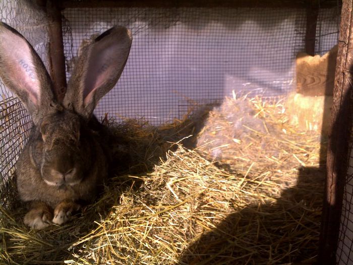 tot ea  cu 5 puisori