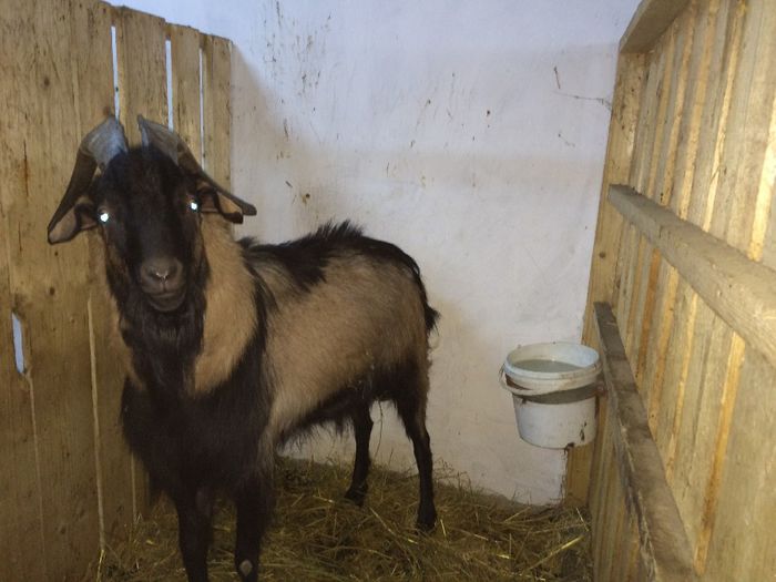 Mascul 2,8 luni - MICRO FERMA