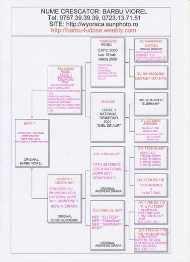 BOXA 7; Tatal este campionul National Demifond Y 2004.
Mama este originala Silviu Glodeanu, 100% Andreas drapa
