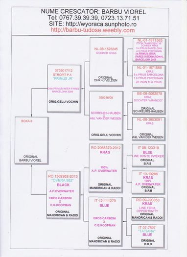 BOXA 8; Tatal este nepot din Primus Inter Pares barcelona 2008.
Mama este originala Cristi Radoi, A.P.Overwater x Koopman
