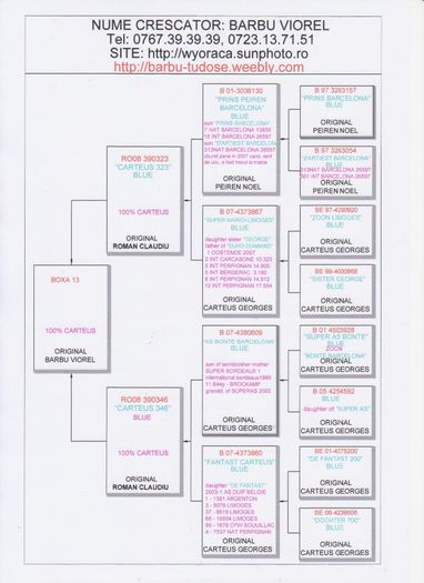 BOXA 13- 100% Carteus - PEDIGREE PUI 2014