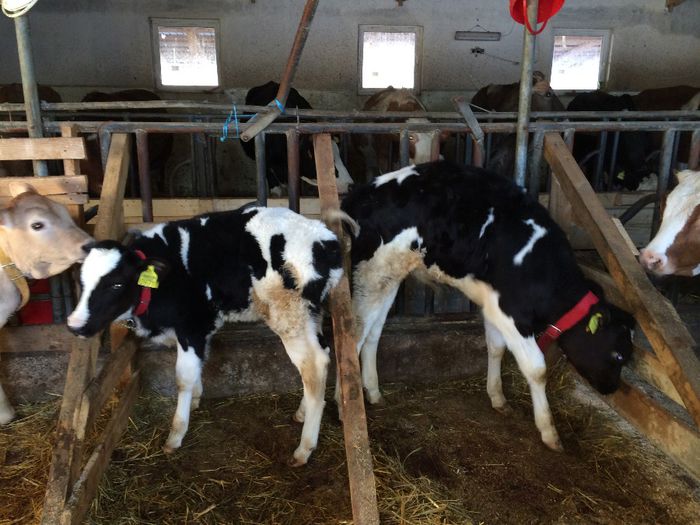 Taur si vitica Holstein - MICRO FERMA