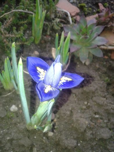 iris inflorit in feb. - b2014 februarie