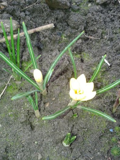 crocus inflorit - b2014 februarie