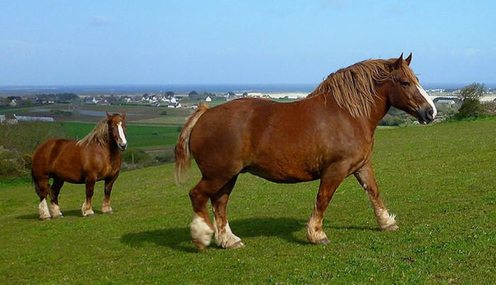 321046_580474145300730_1766505446_n