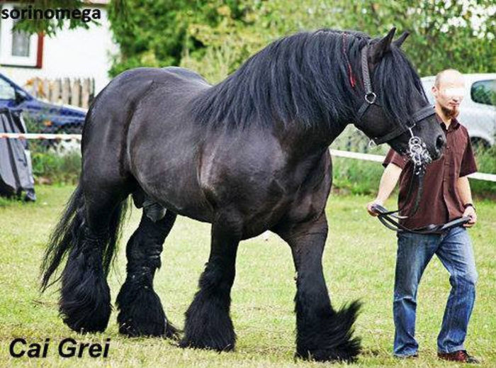 1779235_758332850862737_1117397053_n