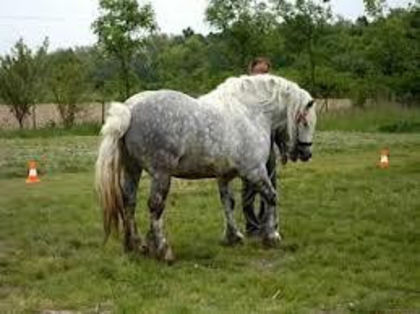 525451_582818601747497_85913315_n