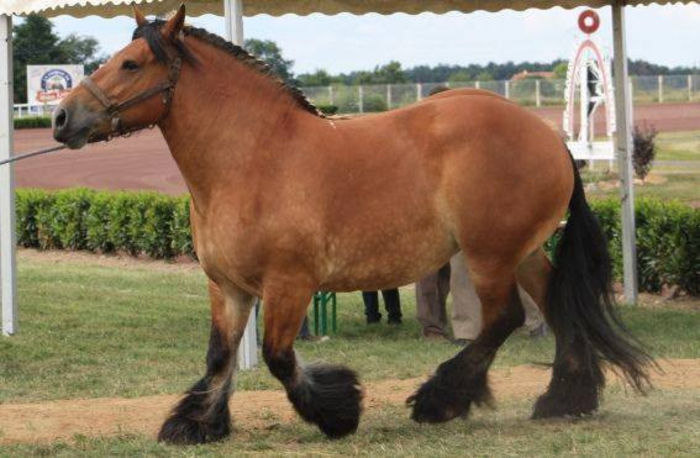 541492_754868281209194_940275125_n - Alta pasiune CAIII