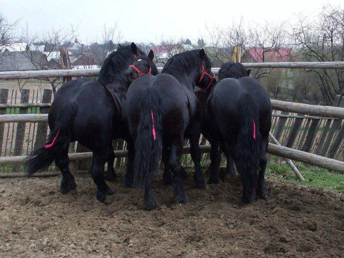 972030_624896630873027_1885575813_n