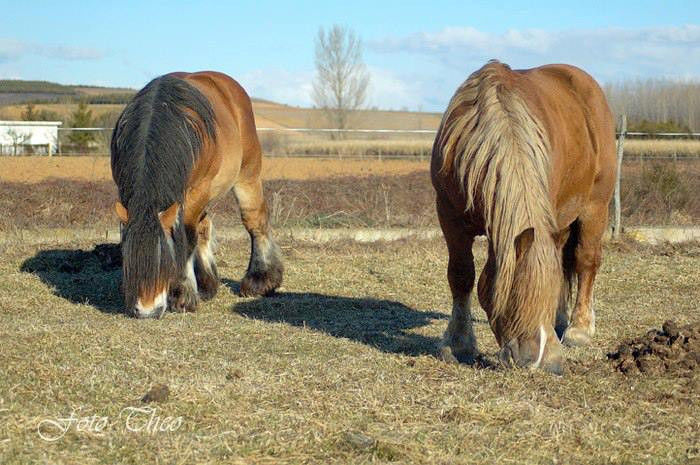 1043996_638717082824315_1106193863_n