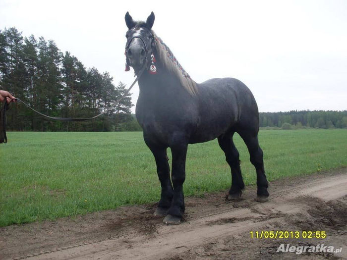 1385434_221473181347343_938039372_n