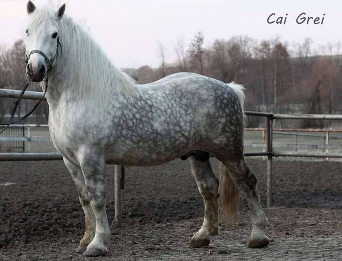 1391464_225789097582418_1961896747_n