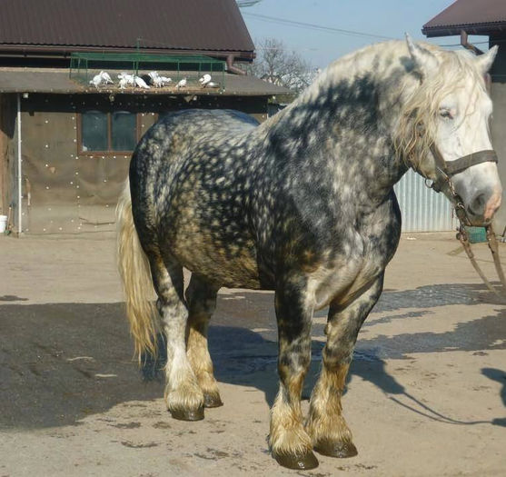 1393698_708892809140075_1185016336_n