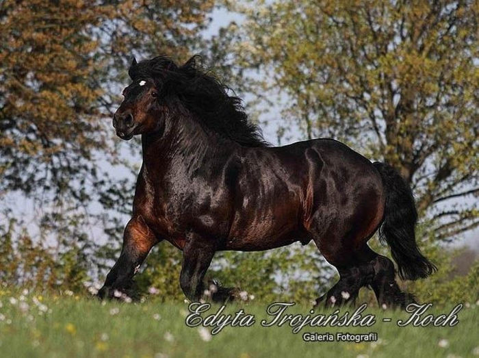 1471104_742155092480513_1707251806_n