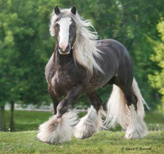 1503400_776507619030714_673623833_n