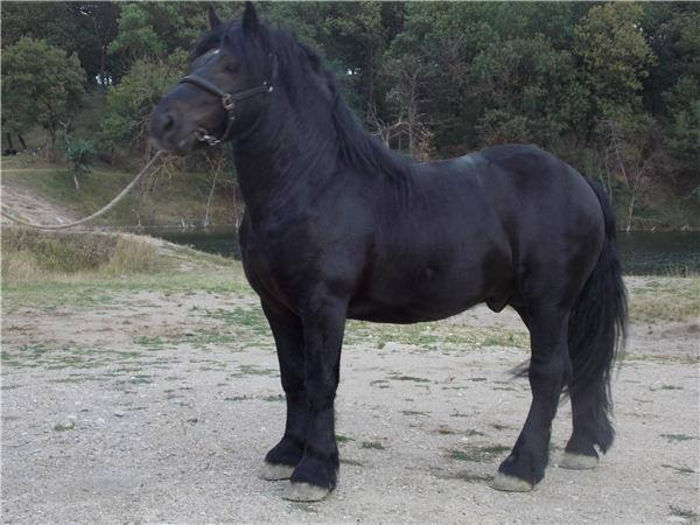 1505650_742155085813847_1893930230_n