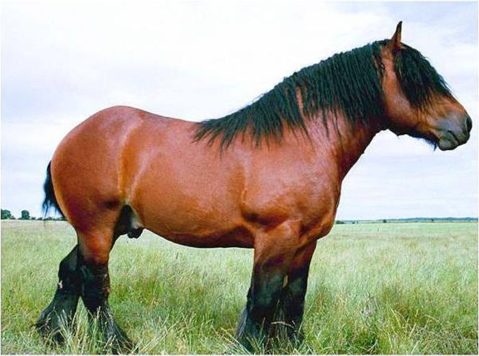 1601154_754868361209186_2009700458_n