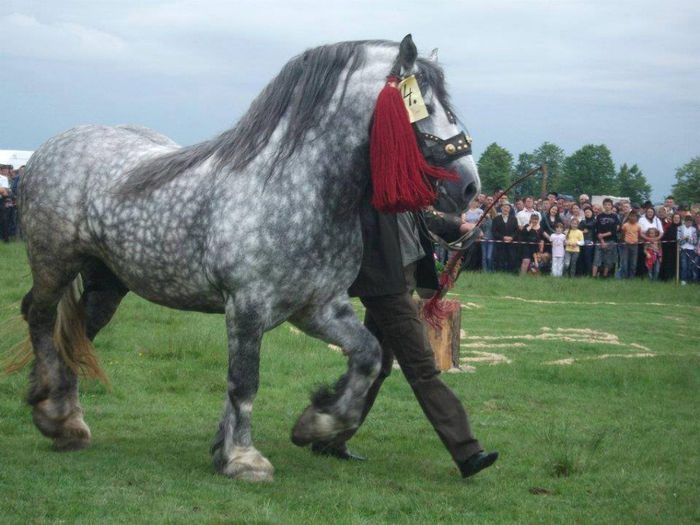 1604768_759240984105257_1537096324_n