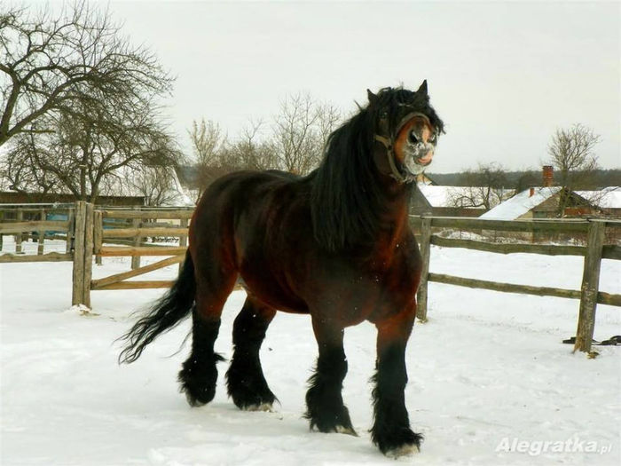 1622043_762087113820644_868629288_n