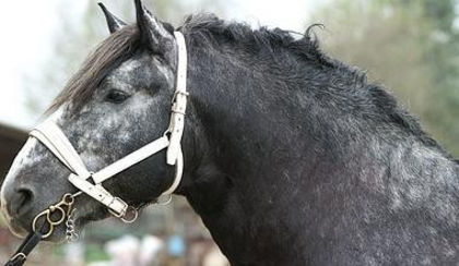 1340619404_404713047_7-Armasari-semigrei-percheron-si-belgian-de-vanzare- - Alta pasiune CAIII