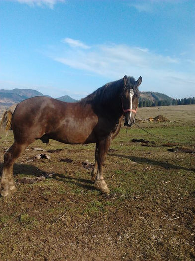 1372536259_523689663_6-Armasari-semigrei-Romania - Alta pasiune CAIII