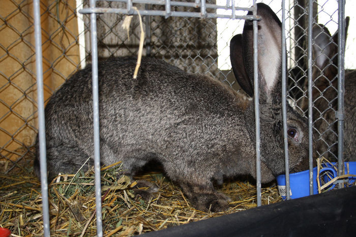 430=FEM GRI FIER=95 P